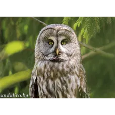 Бородатая неясыть. Лето