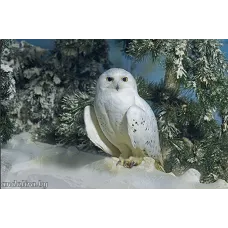 Полярная сова. Зима 